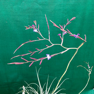 Tillandsia - caerulea x straminea ex. PT (Fragrant)