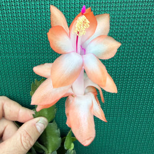 Zygocactus Beach Dancer NEW