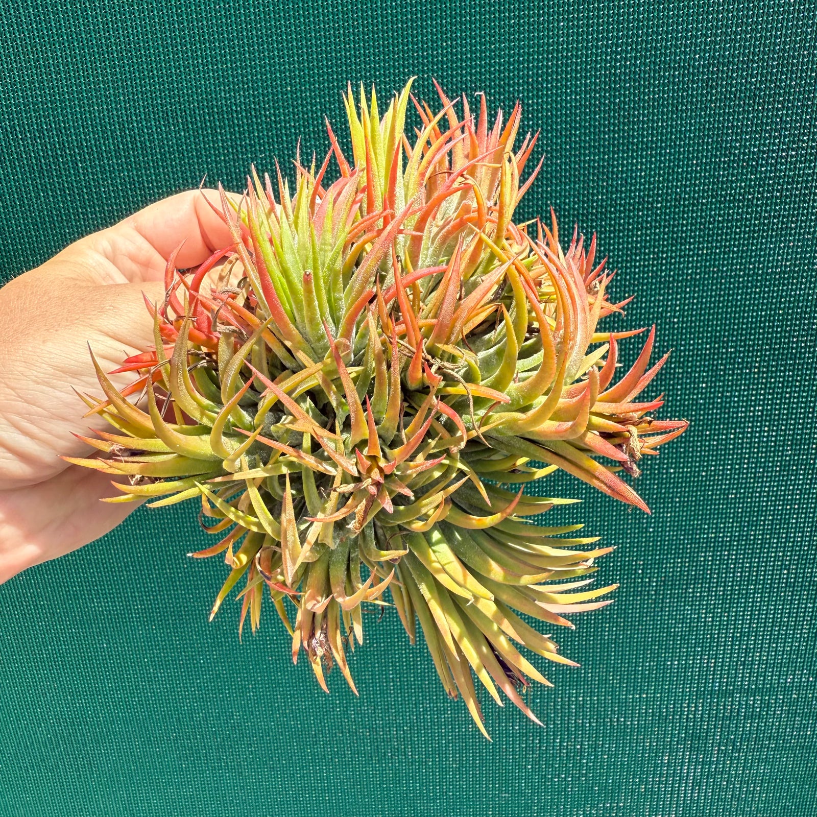 Tillandsia ionantha ‘BOE714’ (Mature Clump) NEW