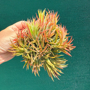 Tillandsia ionantha ‘BOE714’ (Mature Clump) NEW