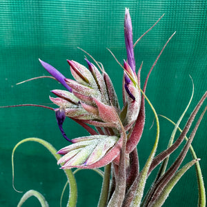 Tillandsia - seleriana ex. OM