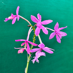 Epidendrum radicans ‘Mauve’