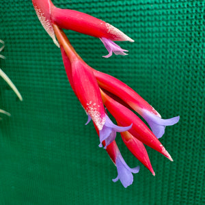 Tillandsia - Veronica's Mariposa ex. GA