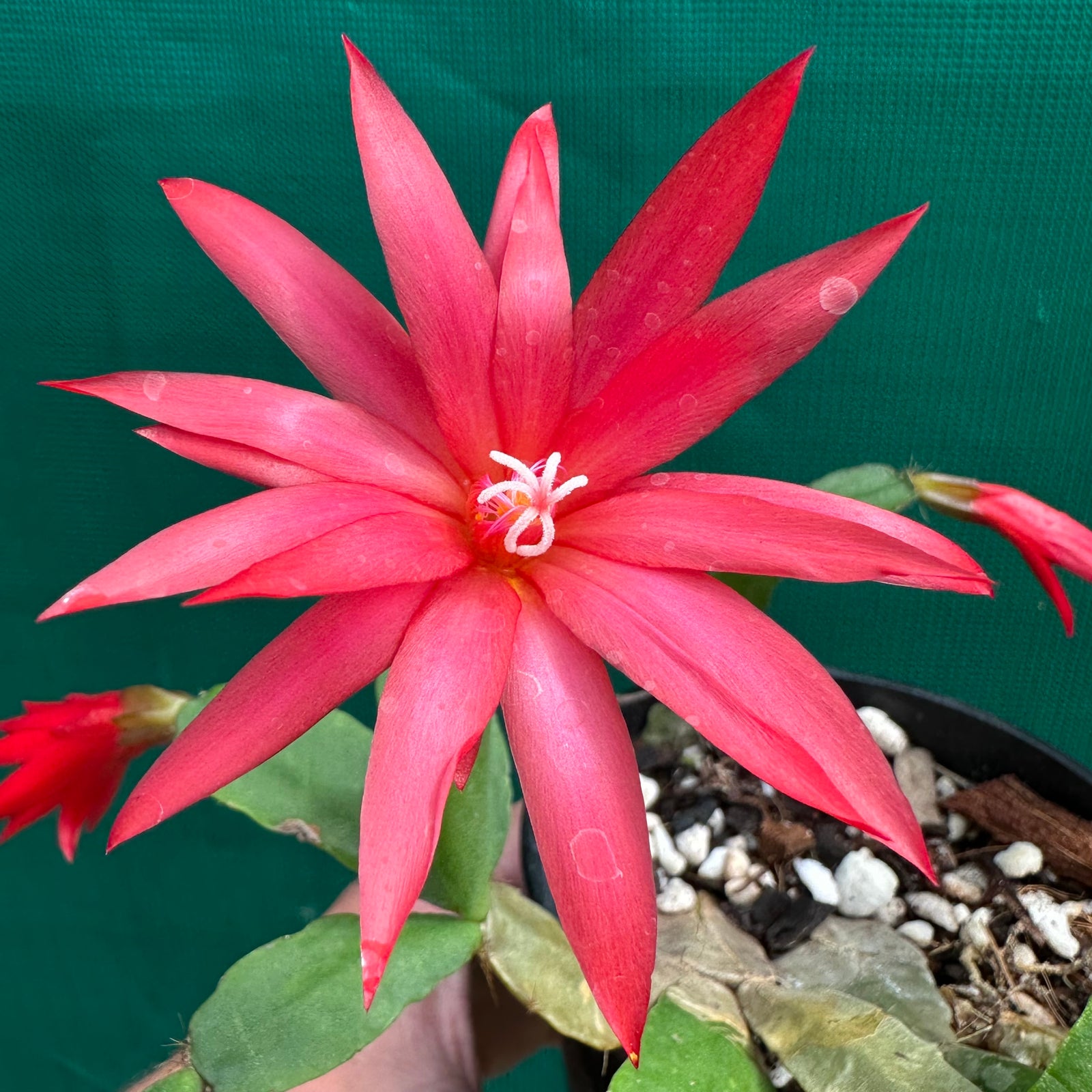 Hatiora - Bright Red