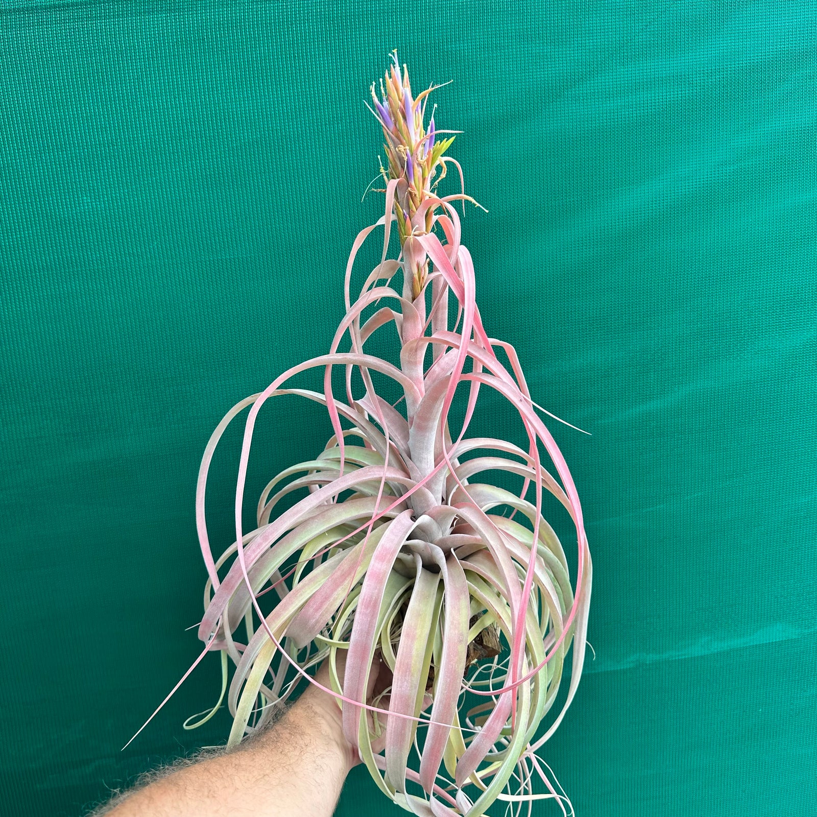 Tillandsia - Betty