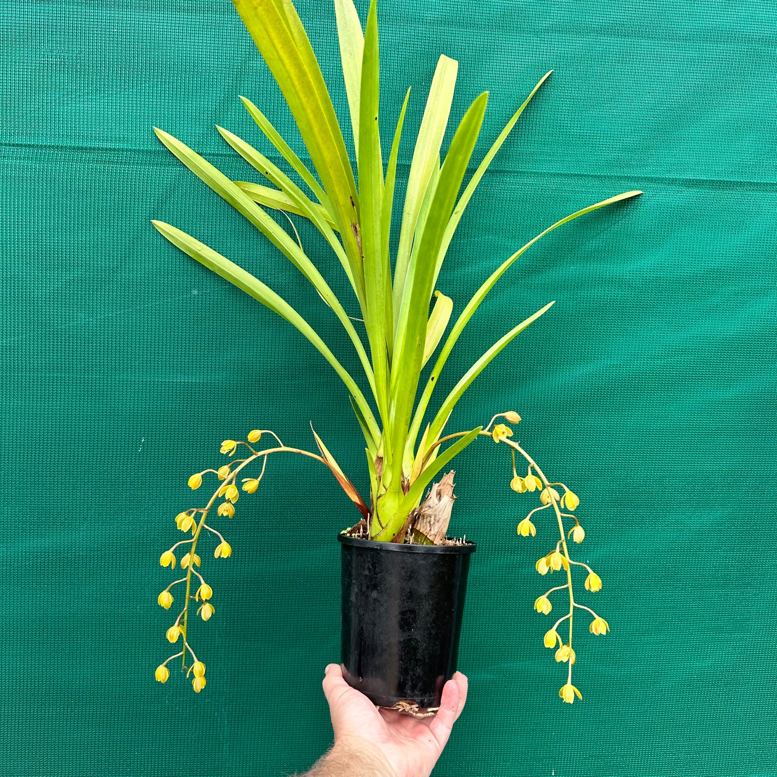 Orchid - Cymbidium madidum