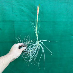 Tillandsia - schiedeana ‘Giant Form’ ex. BG