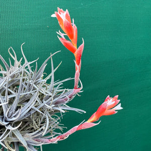 Tillandsia - subsecundifolia ‘Dark Red’ ex. Holm NEW