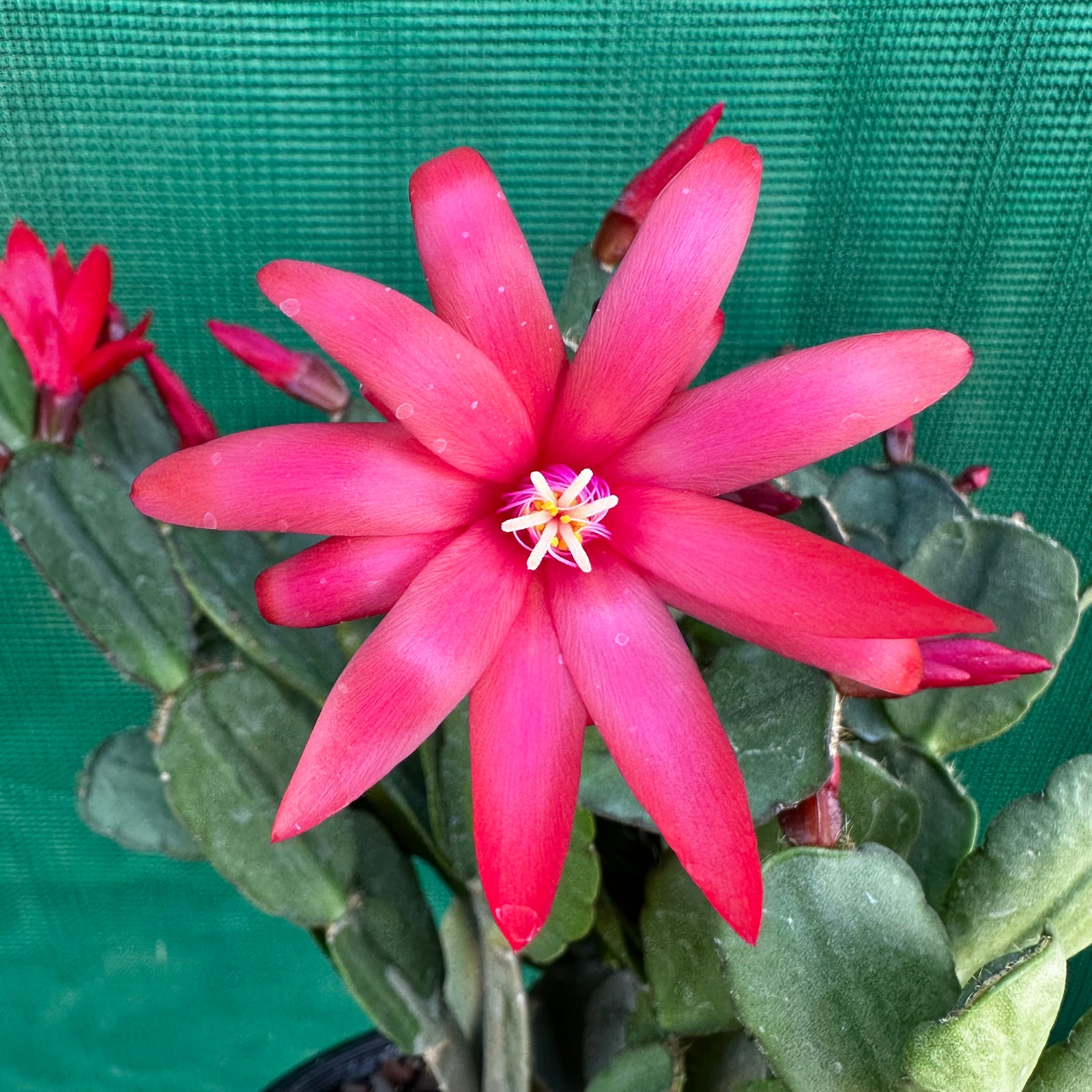 Hatiora Cheyenne Spirit