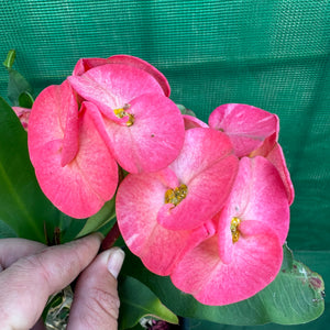 Poysean - Euphorbia milii P100