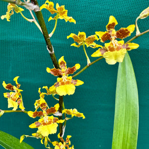 Oncidium ‘Dancing Lady’ NEW
