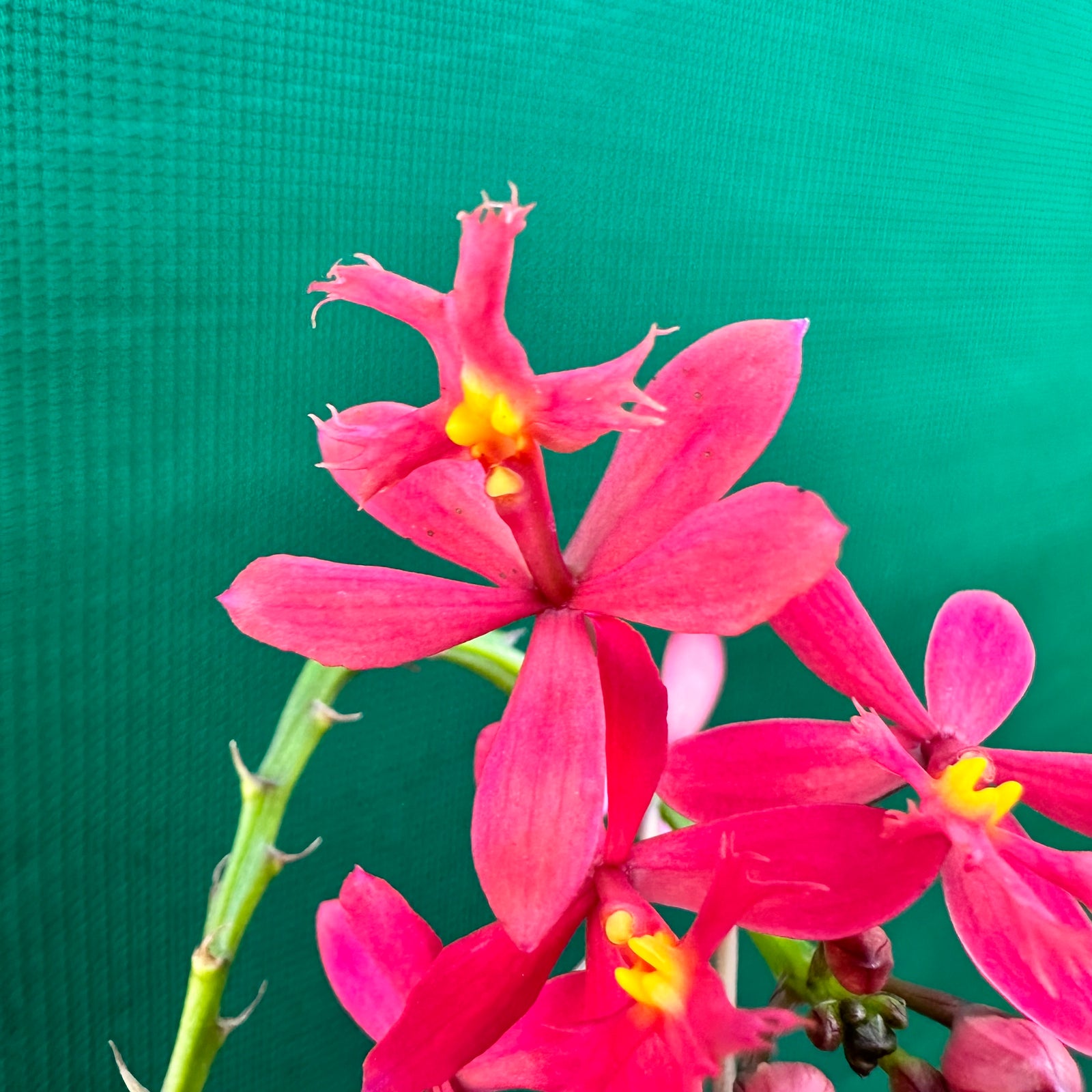 Epidendrum radicans ‘Red’