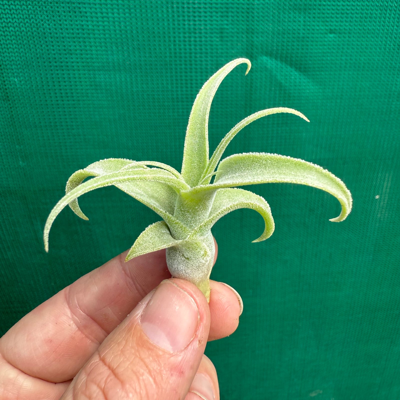 Tillandsia - diguetii