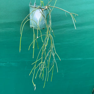 Rhipsalis micrantha f. Villarica - R51