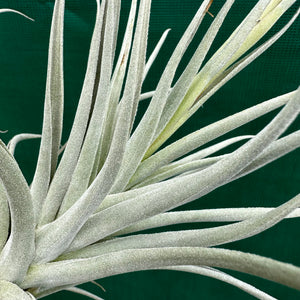 Tillandsia - Leon