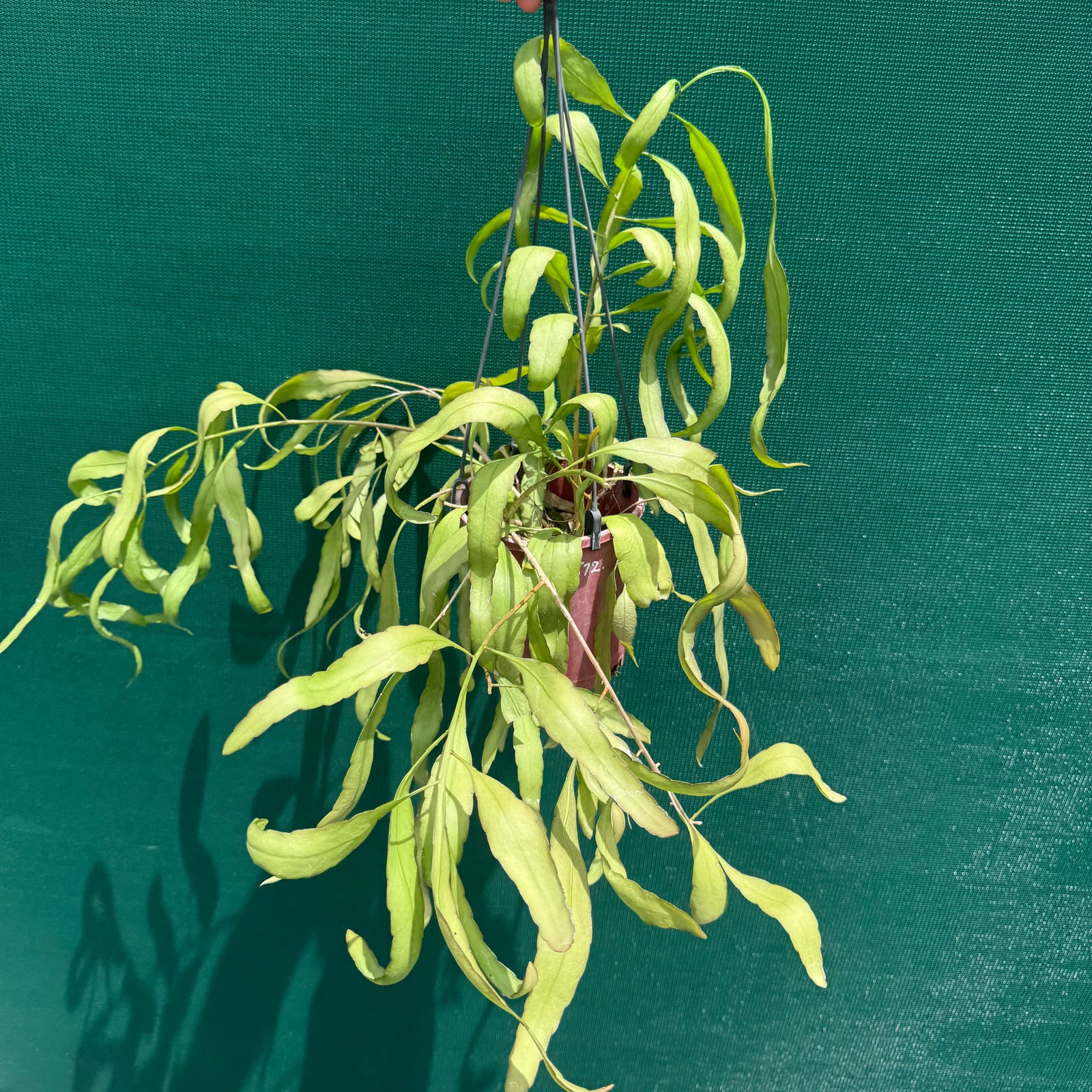 Pseudorhipsalis ramulosa Green - R30