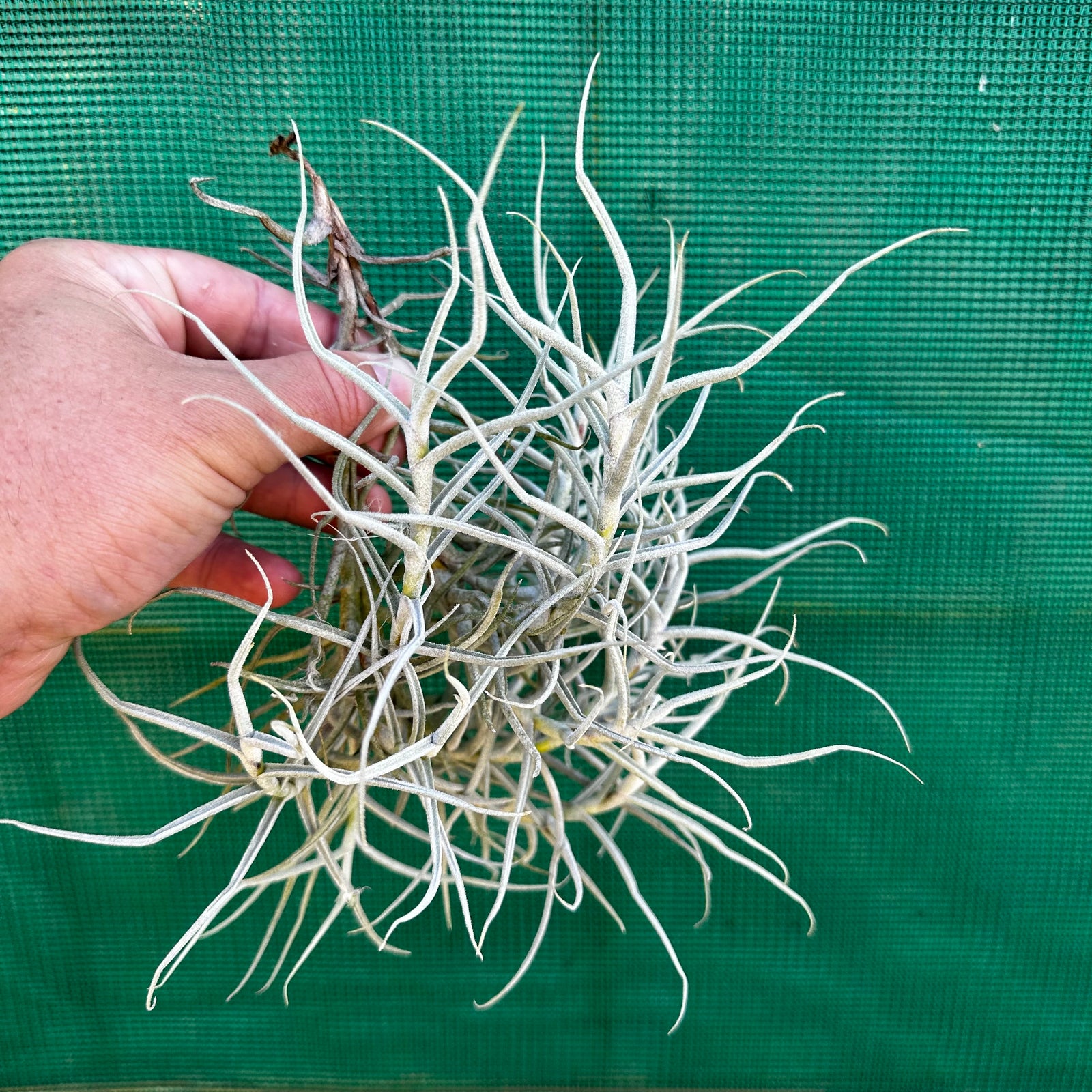 Tillandsia - paleacea ‘Brazil UWE’ ex. PT