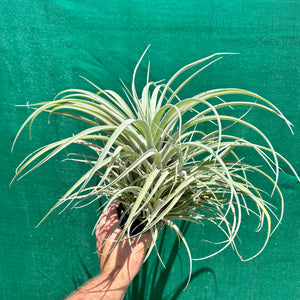 Tillandsia - capitata ‘Pink’ ex. BG NEW