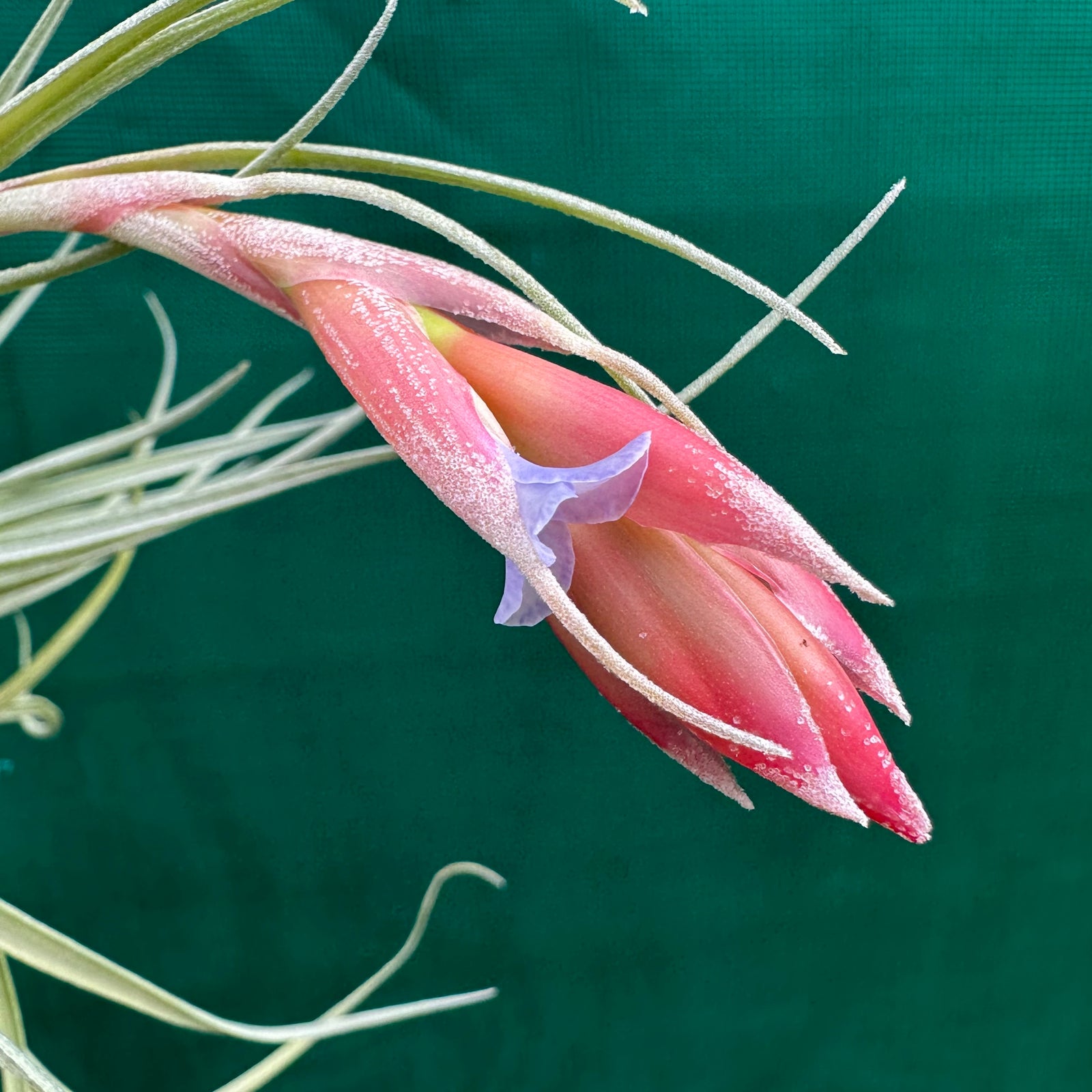 Tillandsia - Leon ‘Pink Bract’ ex. PT