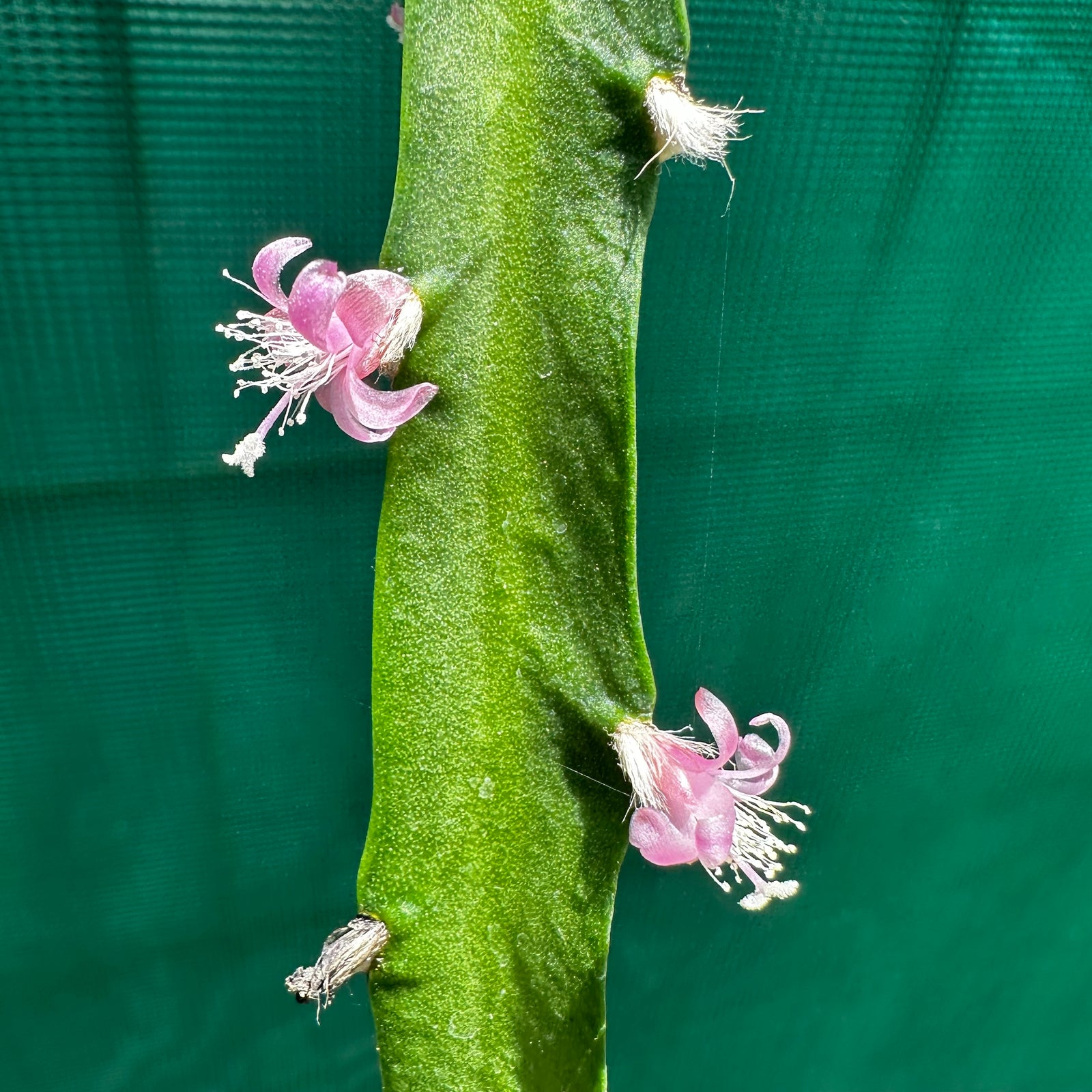 Lepismium cruciforme spiralis - R39