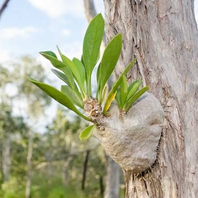 Ant Plant - Myrmecodia beccarii