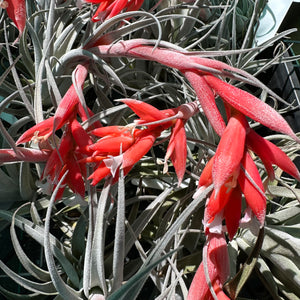 Tillandsia - subsecundifolia ‘Giant Orange’ ex. BD NEW