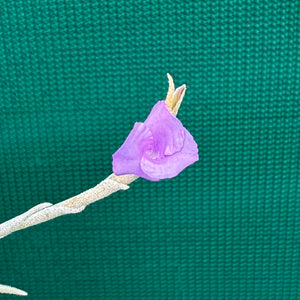 Tillandsia - paleacea ssp. apuramacensis ex. KK NEW