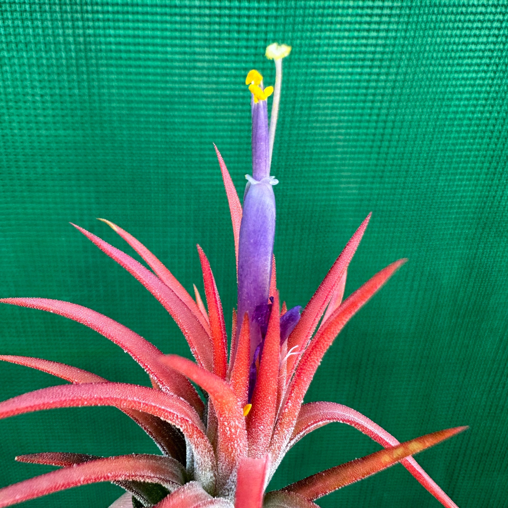 Tillandsia ionantha Totem 回りくどい Pole ex. RFI