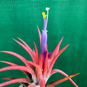 Tillandsia - ionantha ex. BD