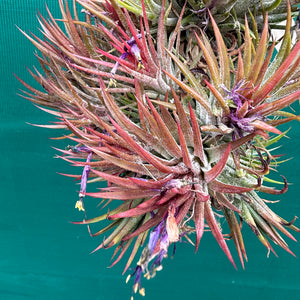 Tillandsia ionantha 'Honduras’ ex. Tropiflora (Mature Clump) NEW