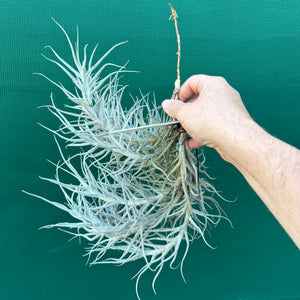 Tillandsia paleacea (Mature Clump) NEW