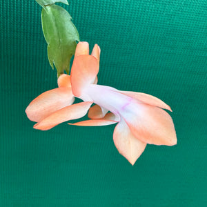 Zygocactus Beach Dancer NEW