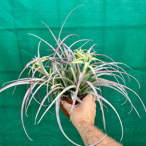 Tillandsia - capitata ‘Cuban Yellow’ ex. LK NEW