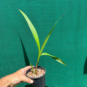 Orchid - Spathoglottis Hybrid ‘Purple-White’ NEW