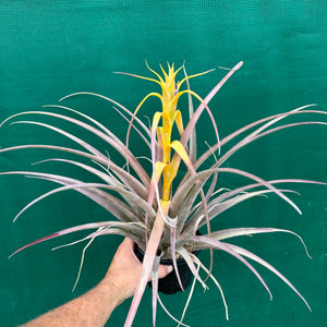 Tillandsia - capitata Yellow x capitata Marron ex. OM