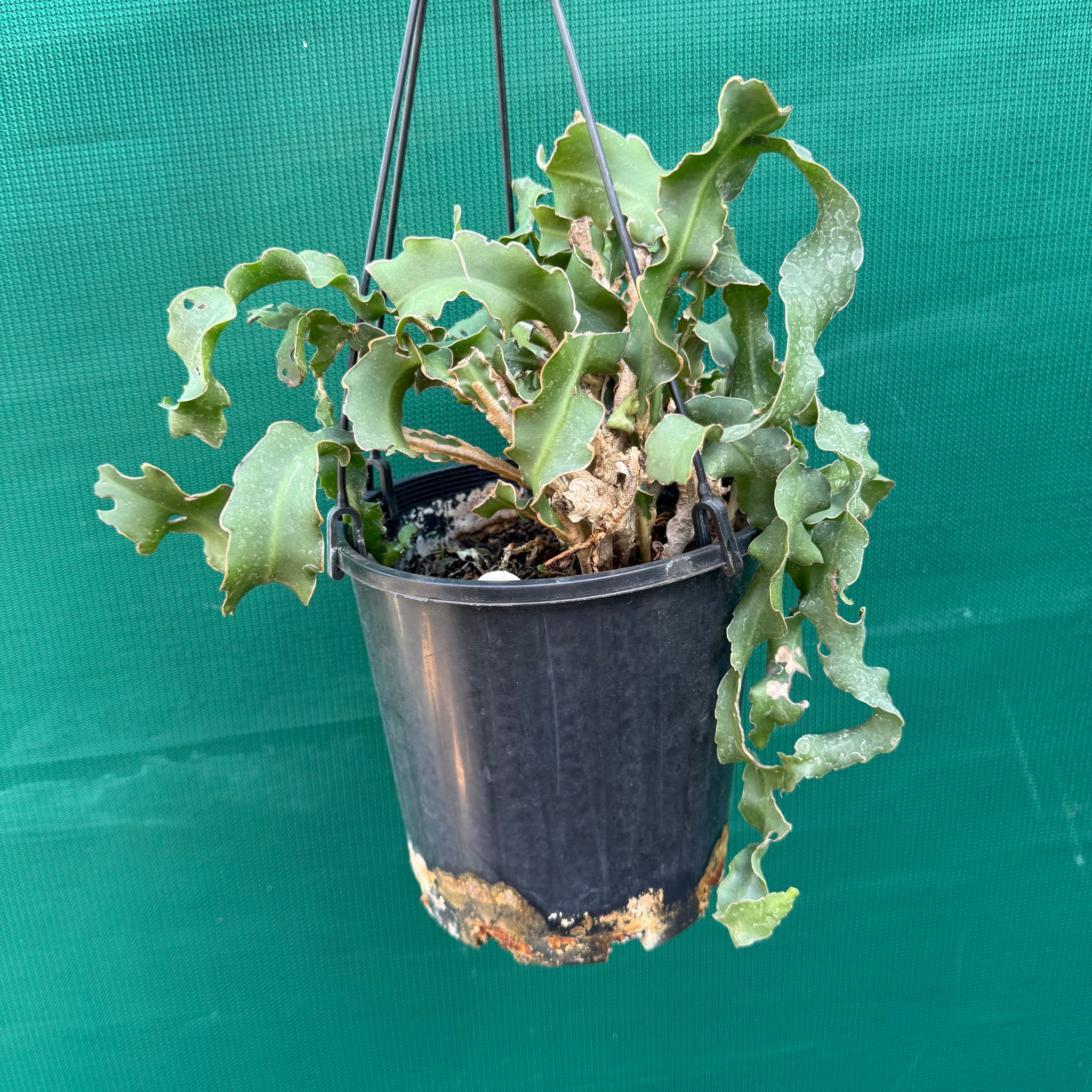 curly succulent plants Epiphyllum 'Curly Sue' guatemalense monstrose - EP16