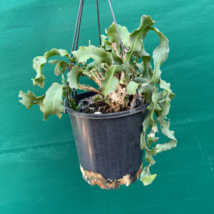 Epiphyllum 'Curly Sue' guatemalense monstrose - EP16
