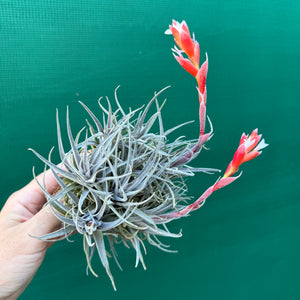 Tillandsia - subsecundifolia ‘Dark Red’ ex. Holm NEW