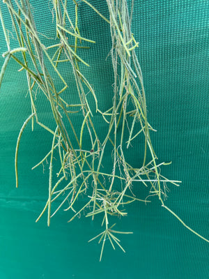 Rhipsalis neves-armondii - R11
