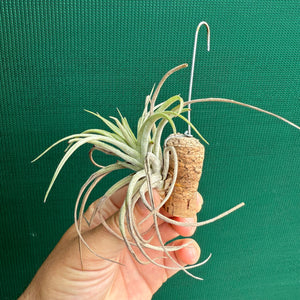 Tillandsia - Murgon ex. SL NEW