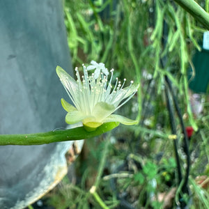 Rhipsalis hadrosoma - R50