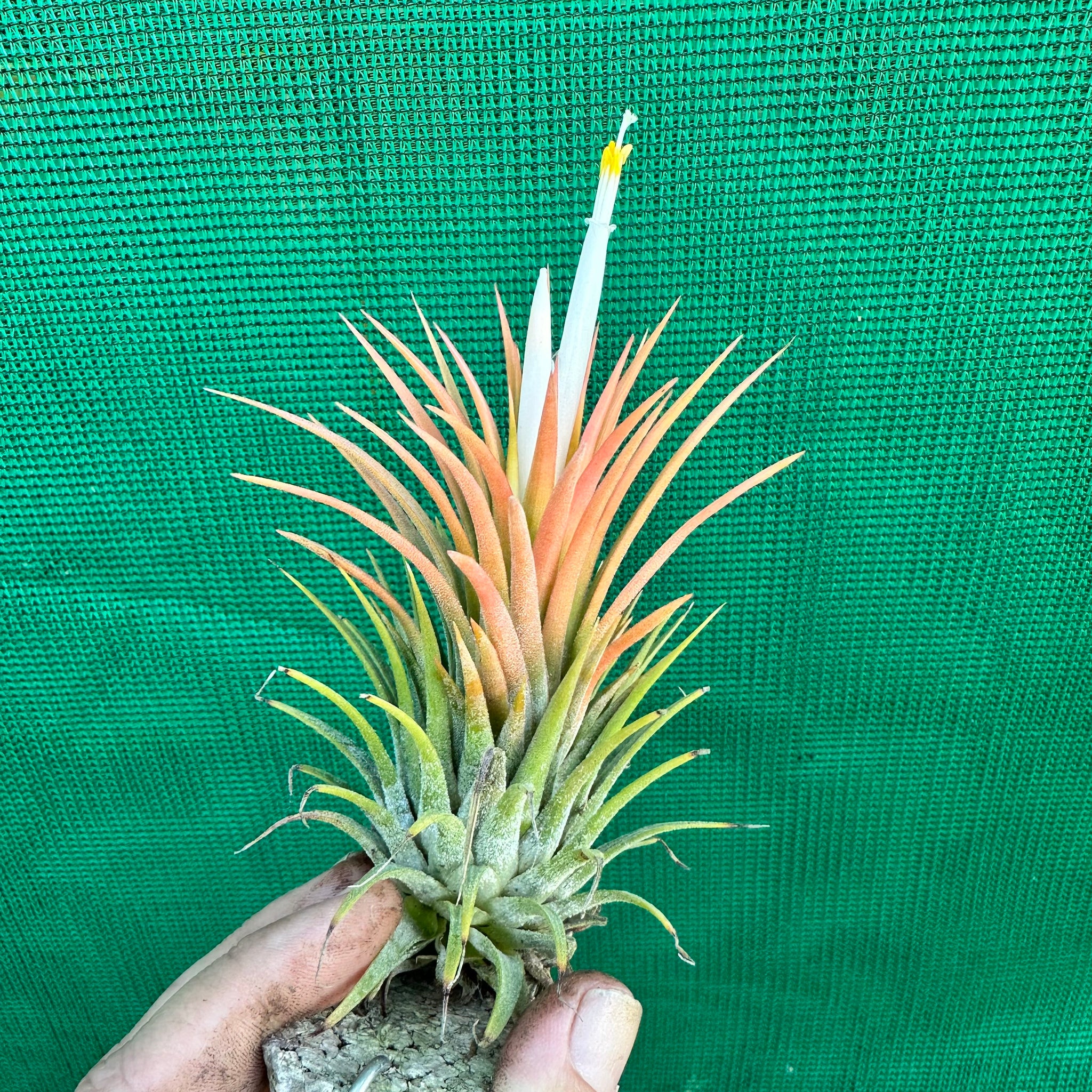 orange air plant Tillandsia - ionantha 'Orange Knight' ex. Holm