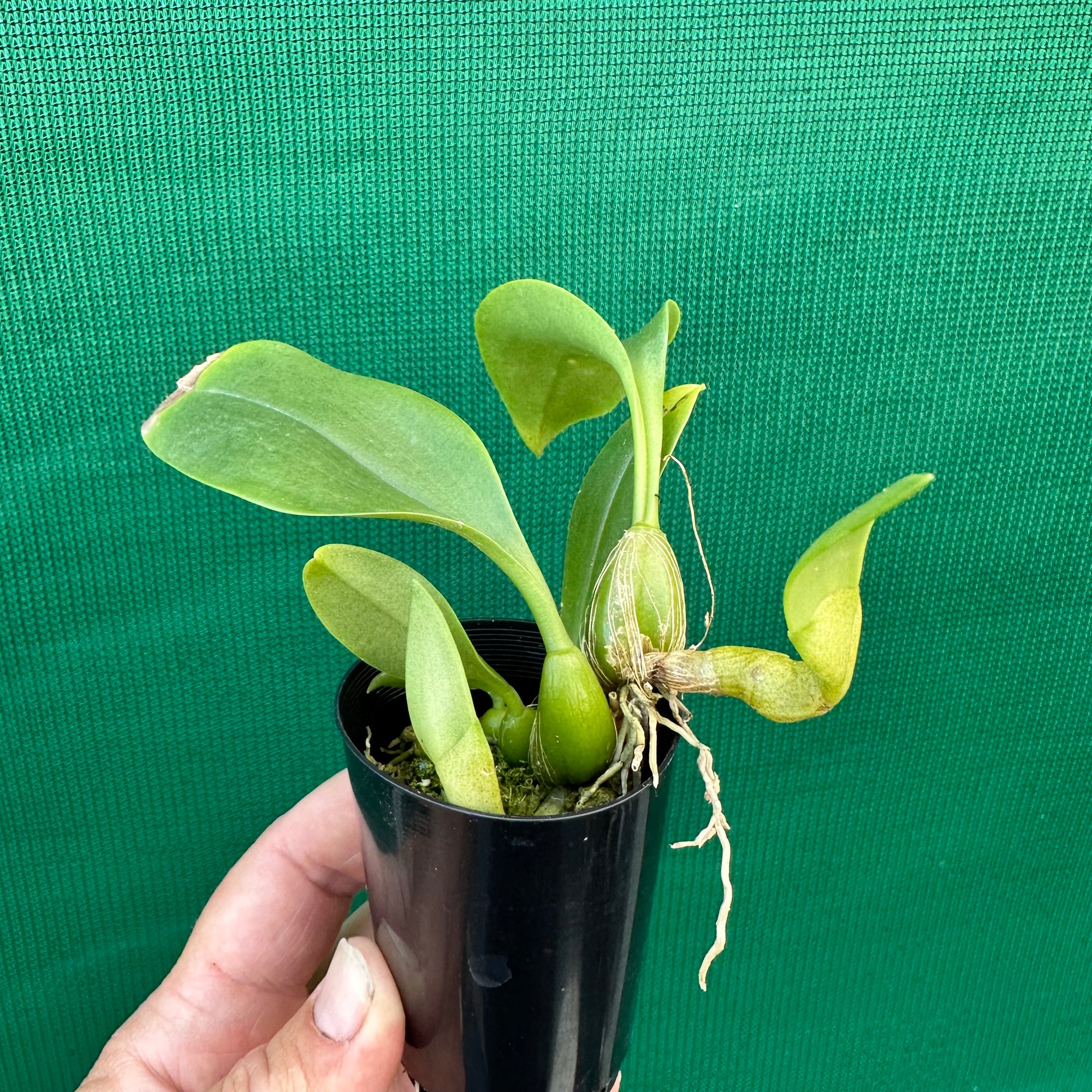 Orchid - Bulbophyllum smitinandii