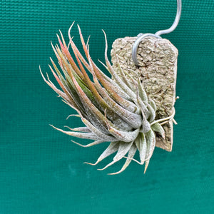 Tillandsia - ionantha 'Peanut' ex. Bak NEW