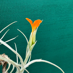 Tillandsia - Holm’s Sunset ex. DD NEW