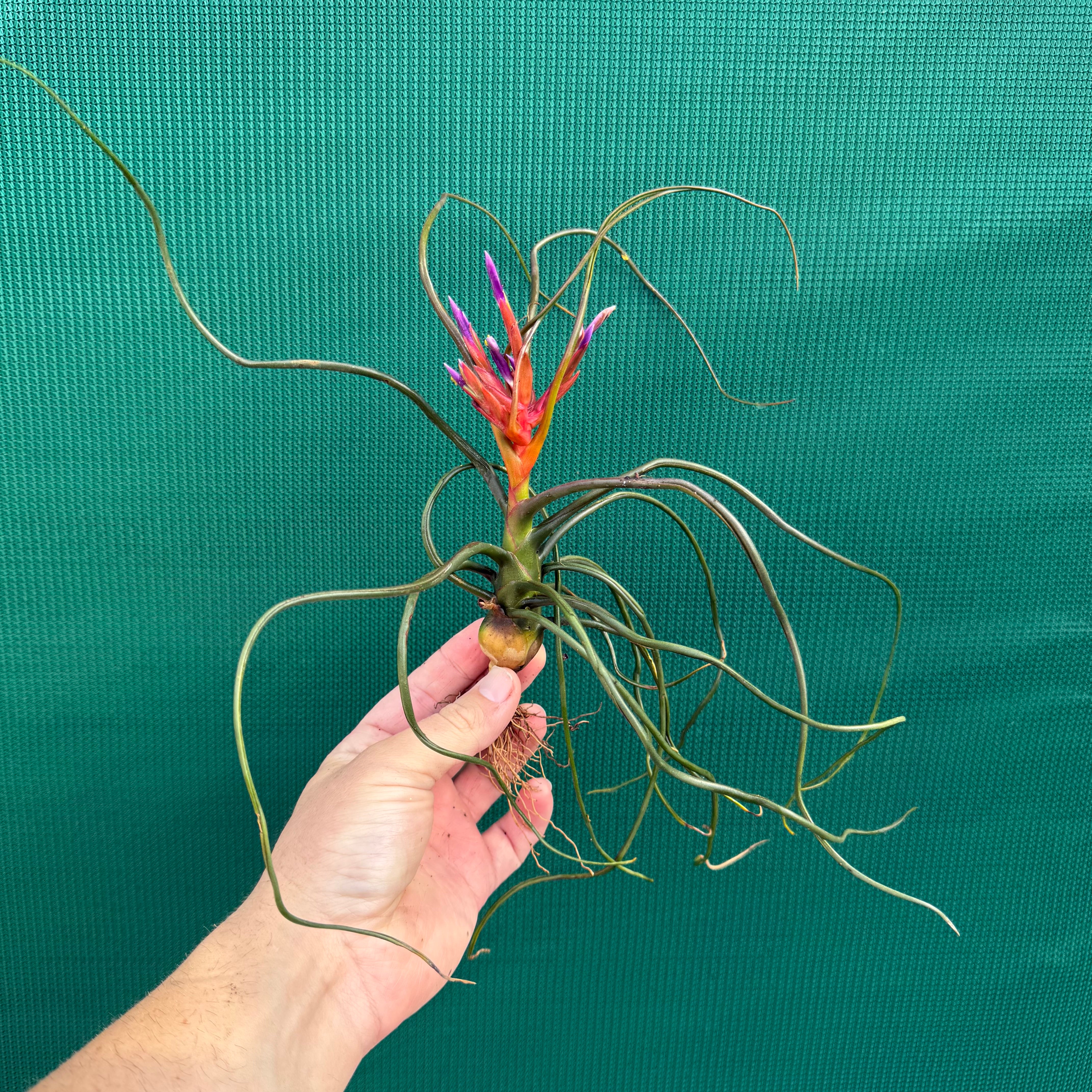 bulbosa belize air plant Tillandsia - bulbosa