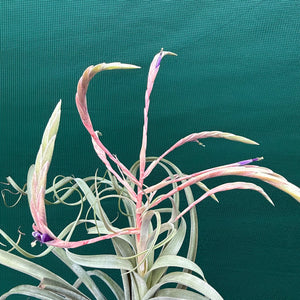 Tillandsia - Graceful ex. NR NEW