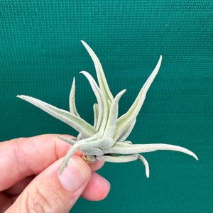 Tillandsia - paleacea ssp. apuramacensis ex. KK NEW