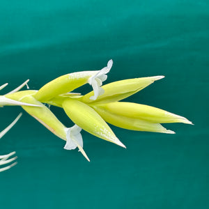 Tillandsia - nuptialis ex. BD NEW