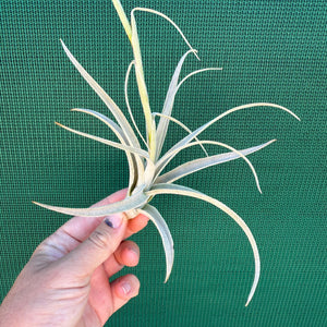 Tillandsia - purpurea x straminea ex. BG NEW